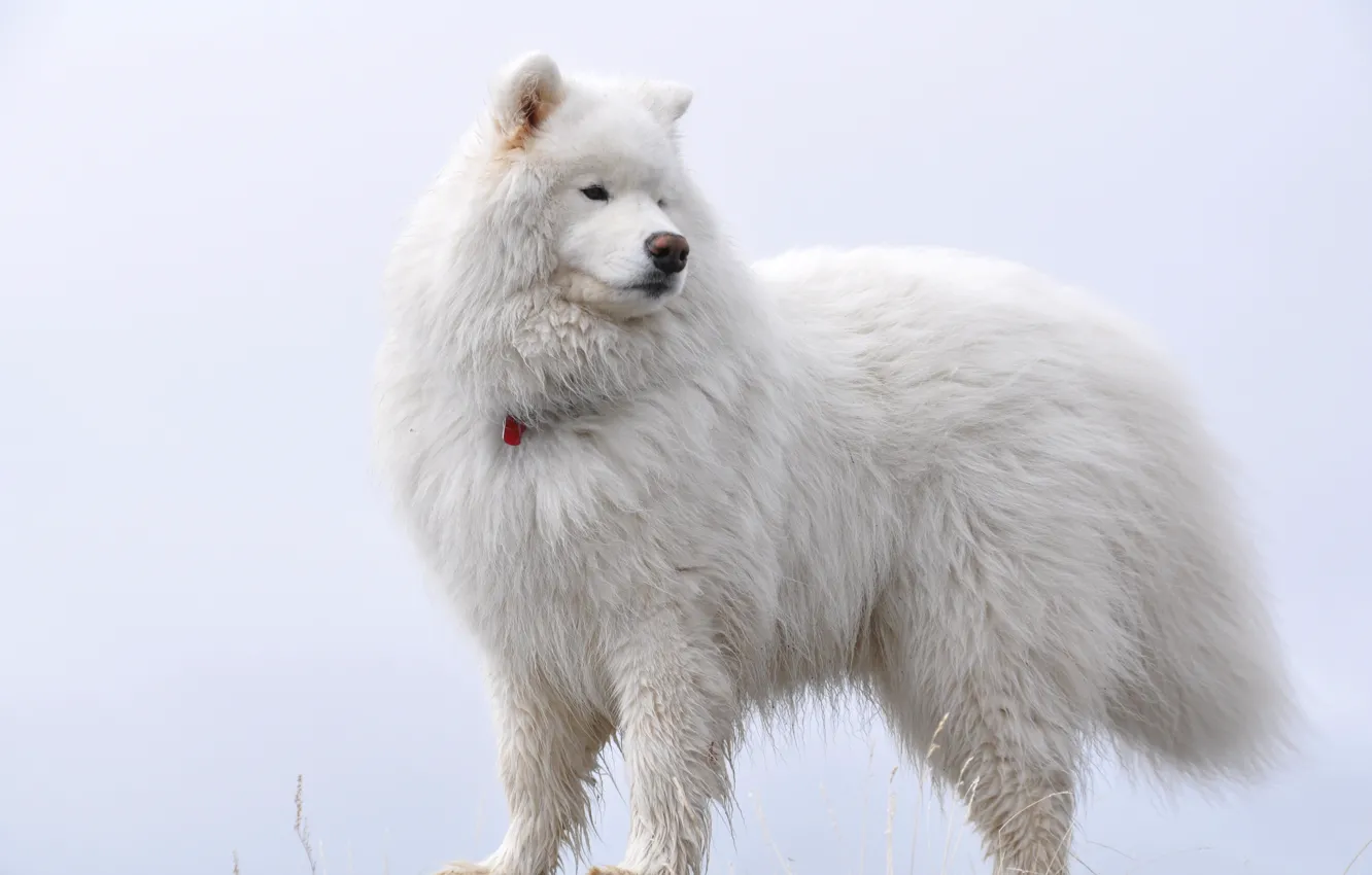 Photo wallpaper fluffy, dog, Samoyed, White on white