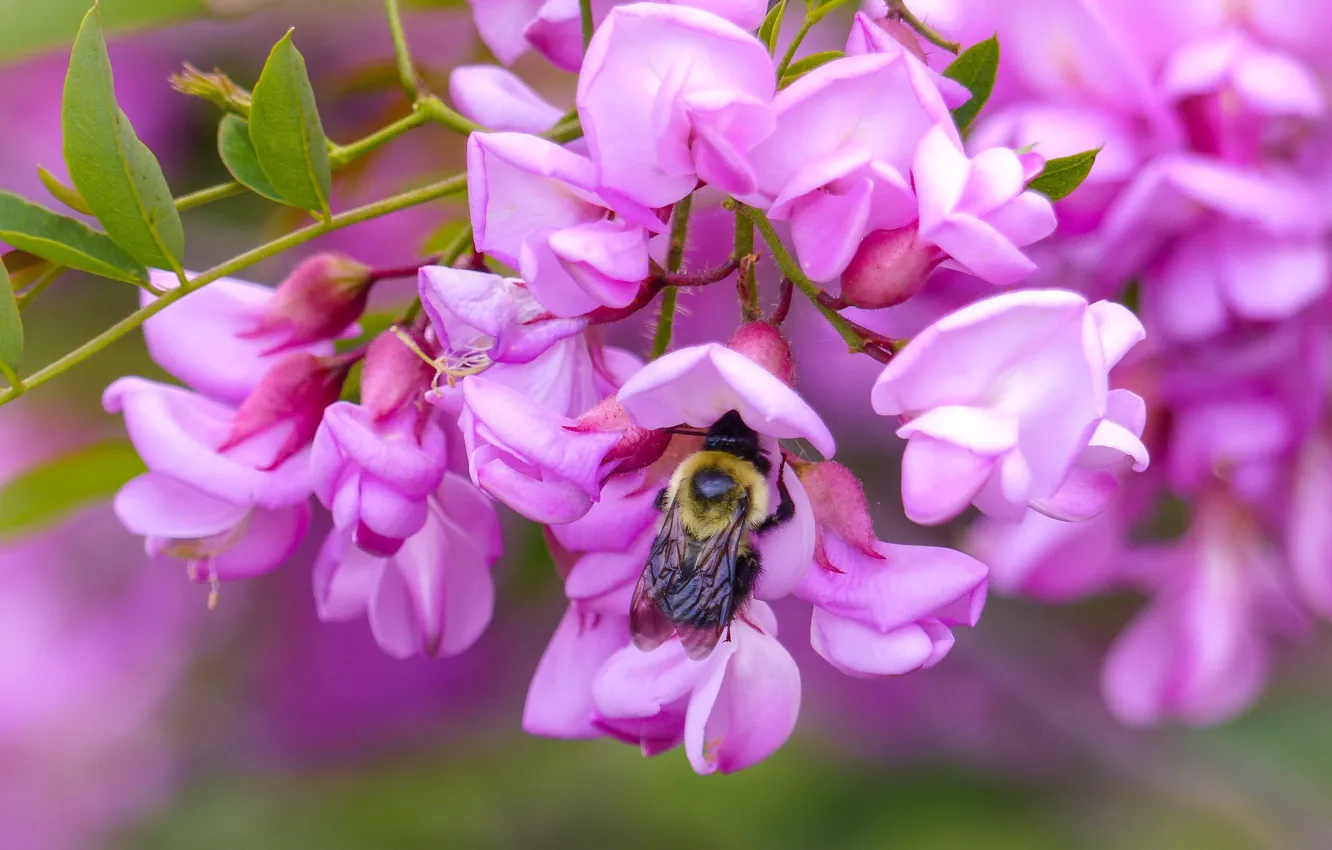 Photo wallpaper bee, pink, acacia