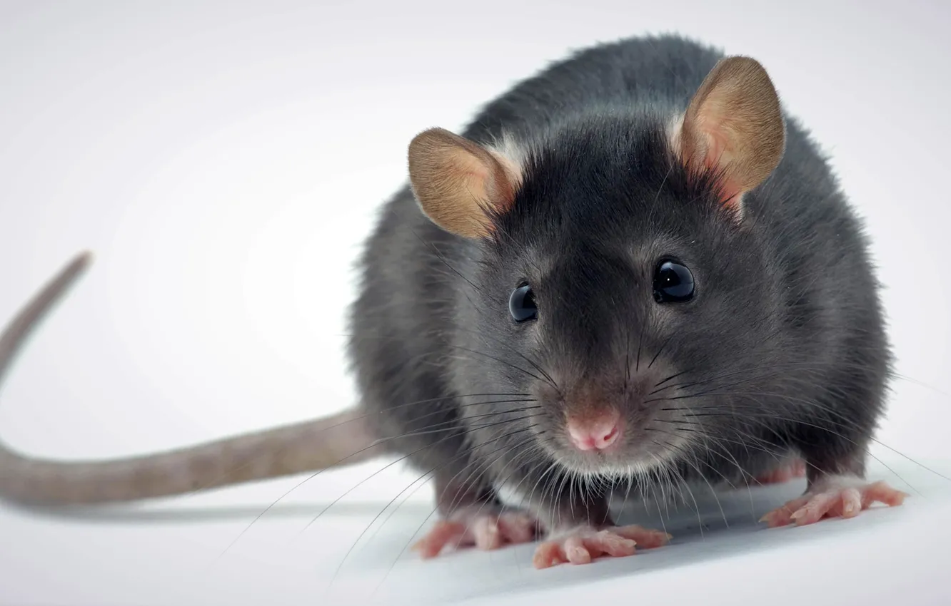 Photo wallpaper animal, cute, rat, decorative