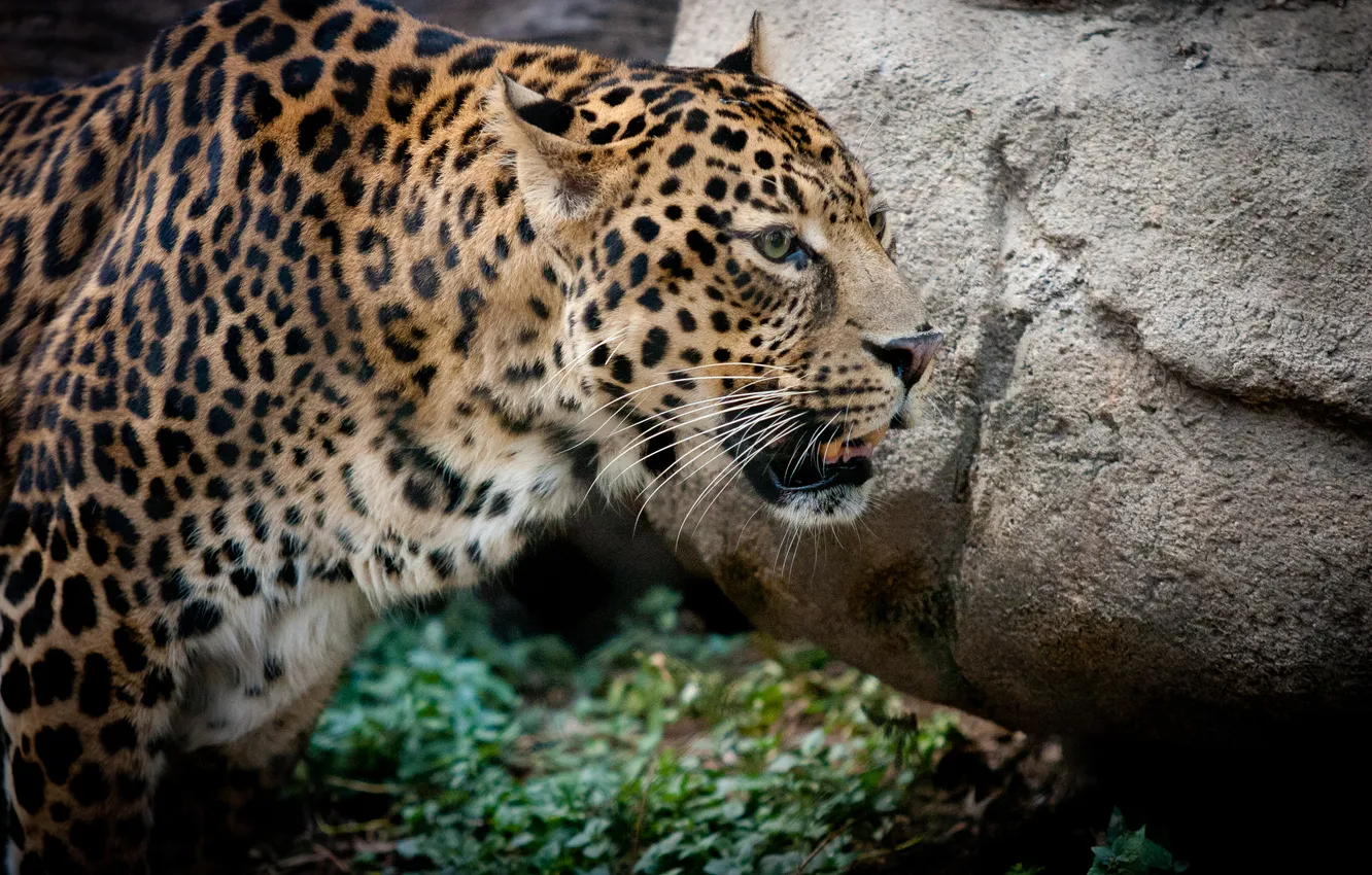 Photo wallpaper cat, stone, leopard, profile