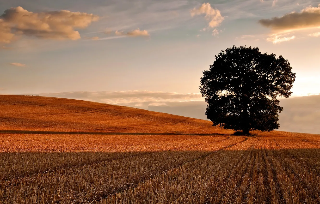 Photo wallpaper field, autumn, the sky, clouds, photo, tree