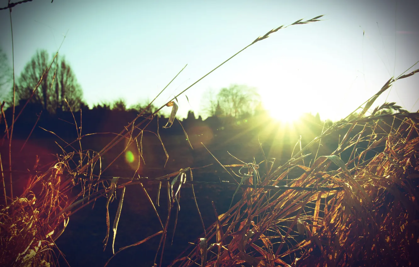 Photo wallpaper field, grass, the sun, macro, rays, landscape, nature, glade