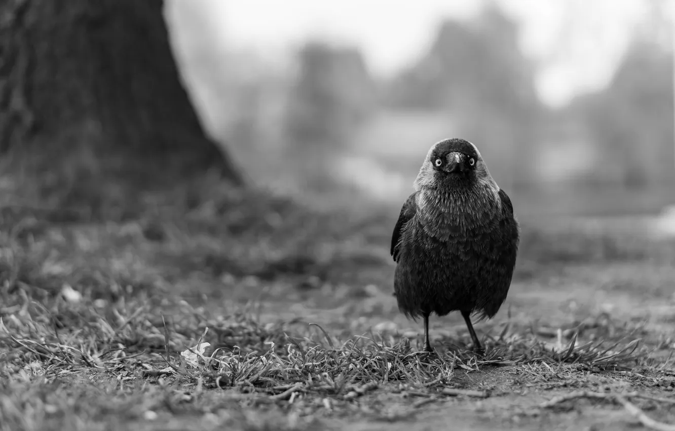 Photo wallpaper nature, background, bird