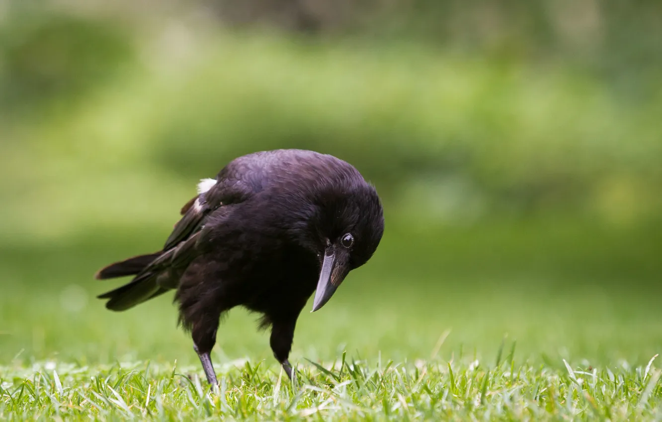 Photo wallpaper grass, bird, Raven