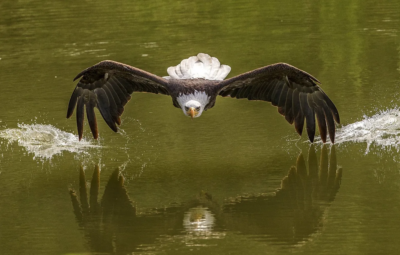 Photo wallpaper photography, animals, nature, birds, bald eagle