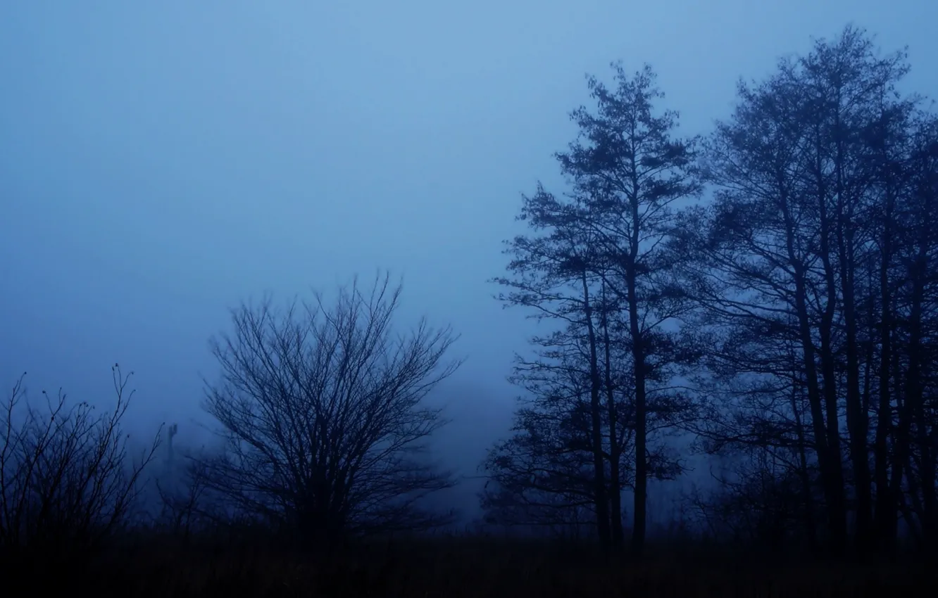 Photo wallpaper dark, winter, tree, fog