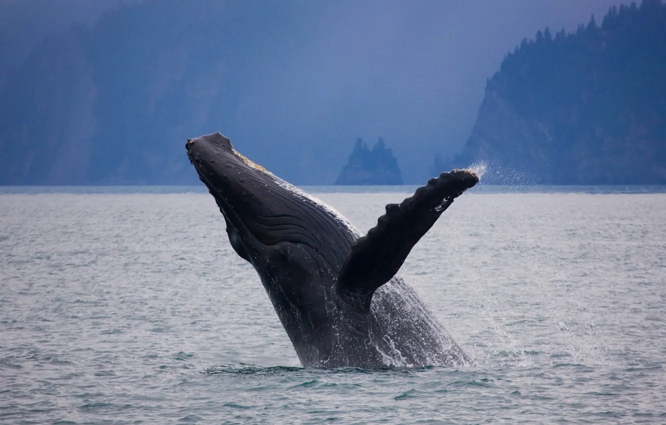 Photo wallpaper Alaska, USA, mammal, humpback whale, Kenai Fjords