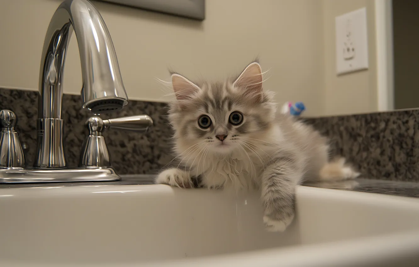 Photo wallpaper cat, look, pose, grey, wall, legs, crane, sink