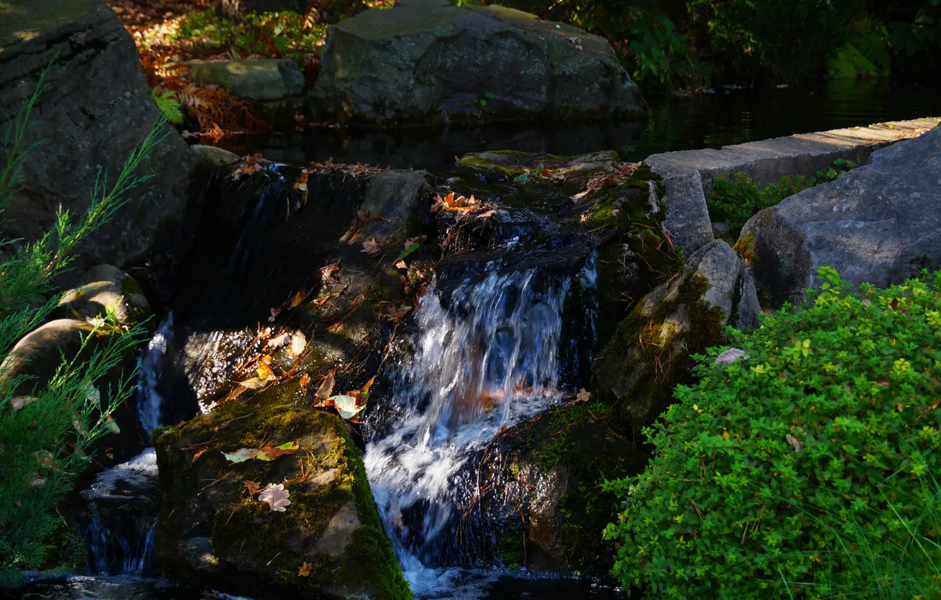Wallpaper leaves, water, stream, stones for mobile and desktop, section ...