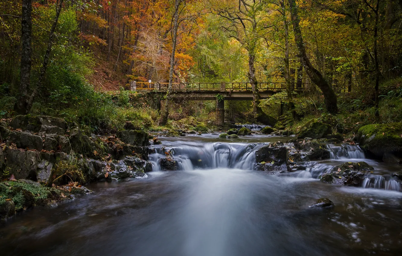 Photo wallpaper autumn, forest, bridge, river, Spain, Cantabria