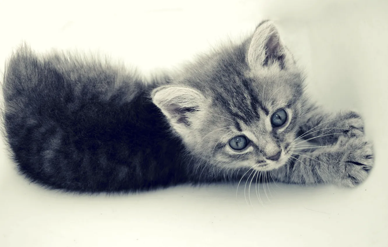 Photo wallpaper cat, cat, grey, small, kitty, pinstripes
