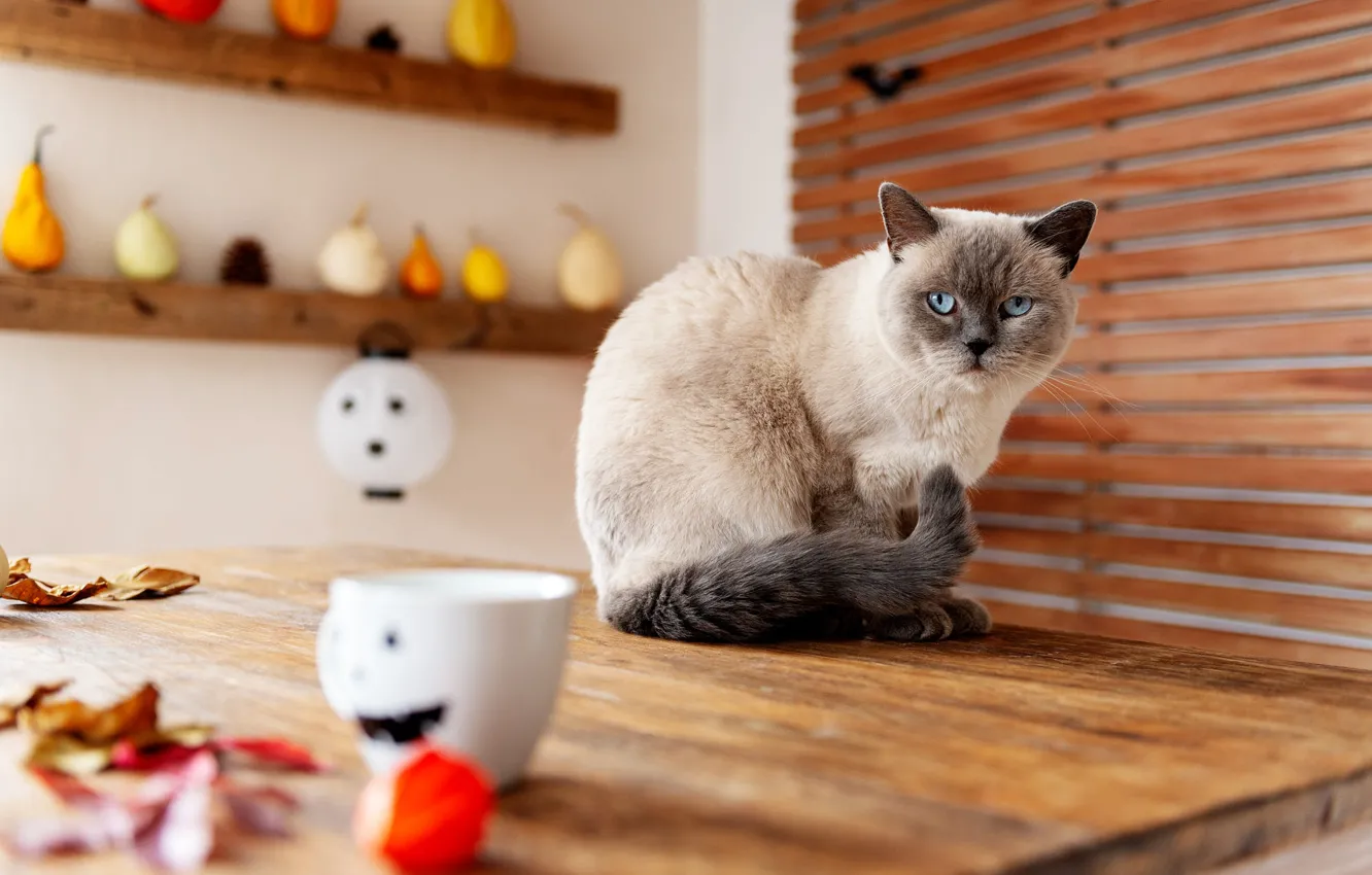 Photo wallpaper autumn, cat, cat, look, pose, table, room, holiday