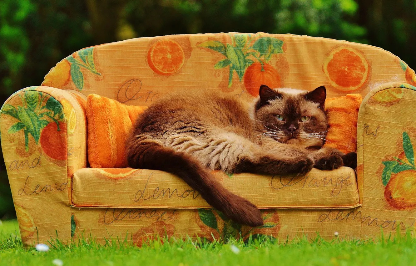 Photo wallpaper greens, cat, summer, grass, cat, pose, heat, sofa