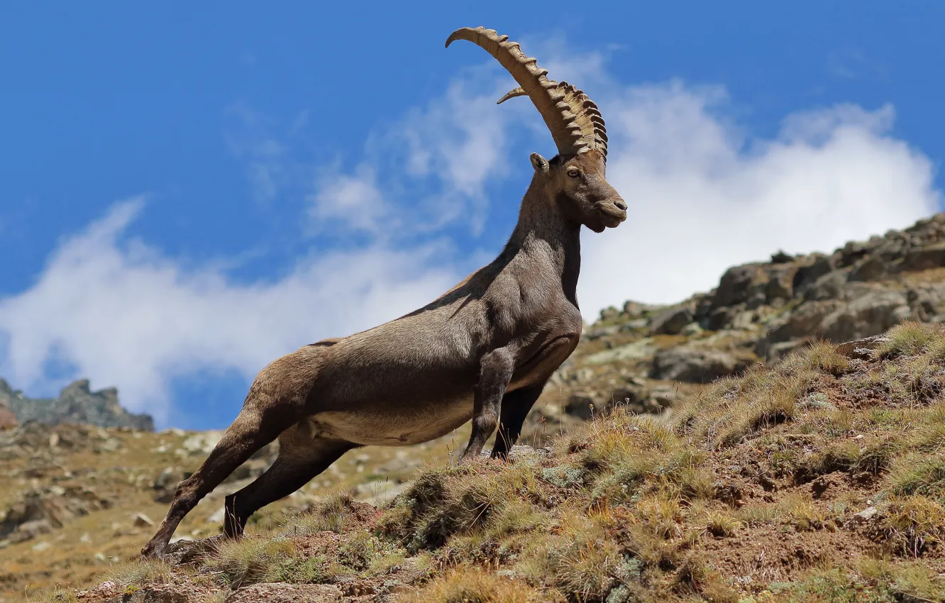 Photo wallpaper the sky, clouds, mountains, pose, blue, stones, rocks, hills