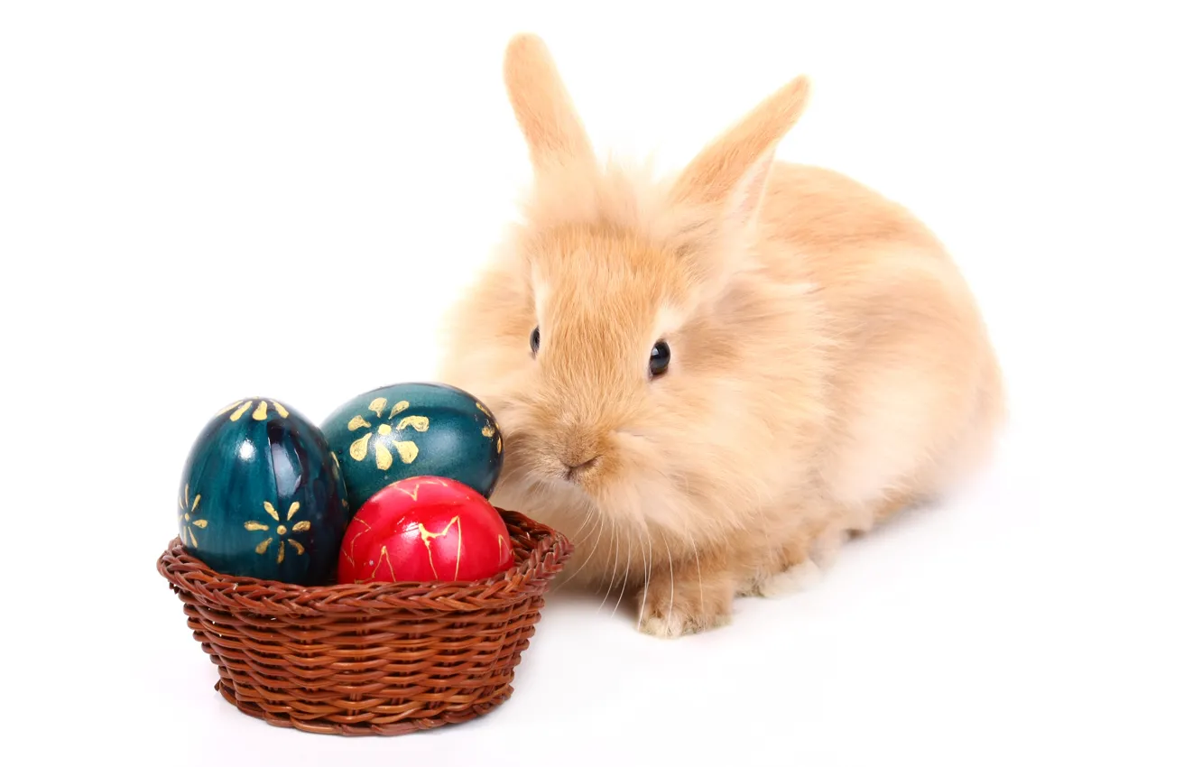 Photo wallpaper egg, rabbit, Easter, easter