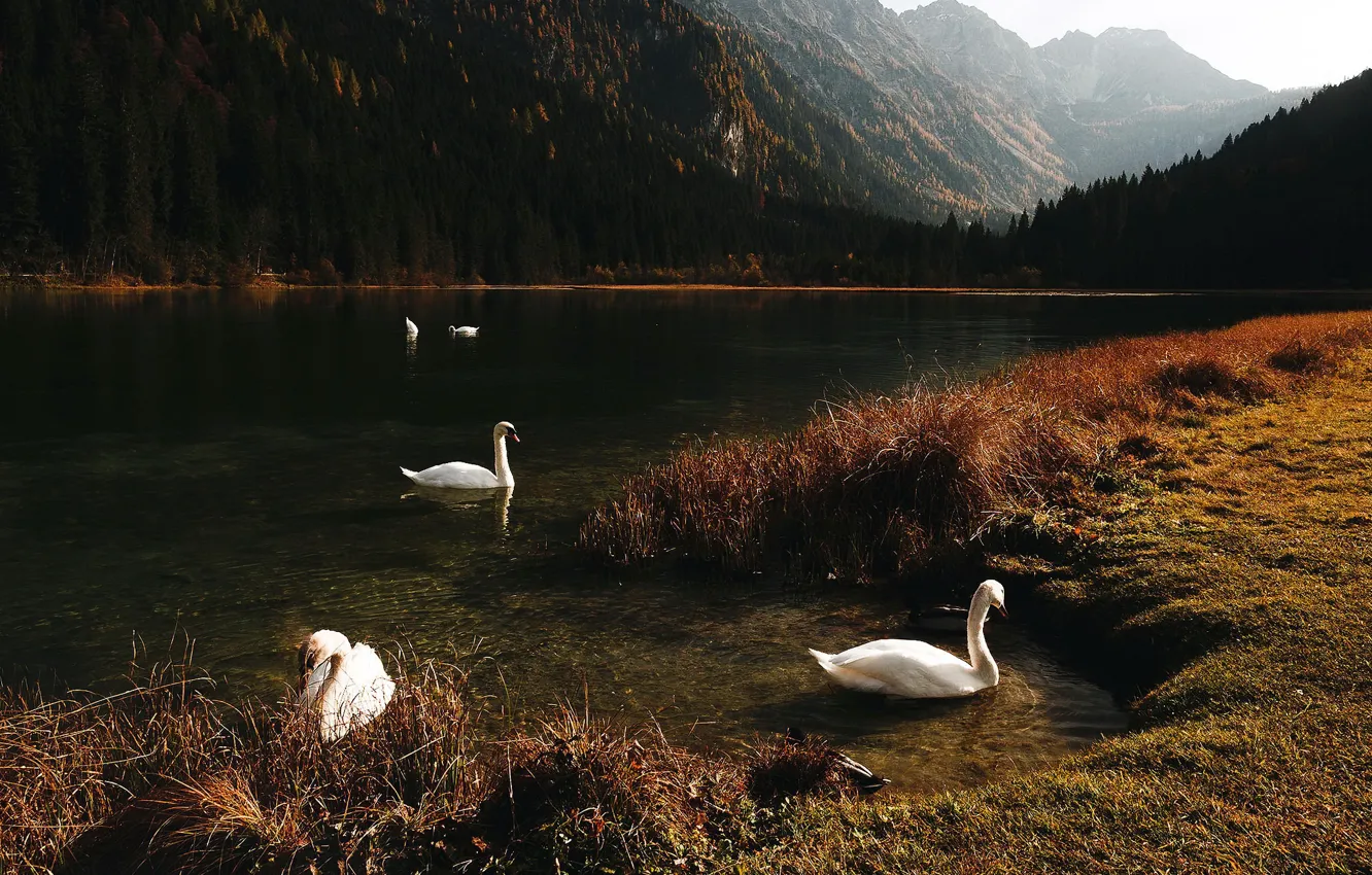 Photo wallpaper mountains, lake, swans