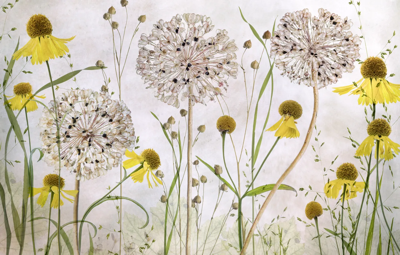 Photo wallpaper texture, petals, stem, herbarium