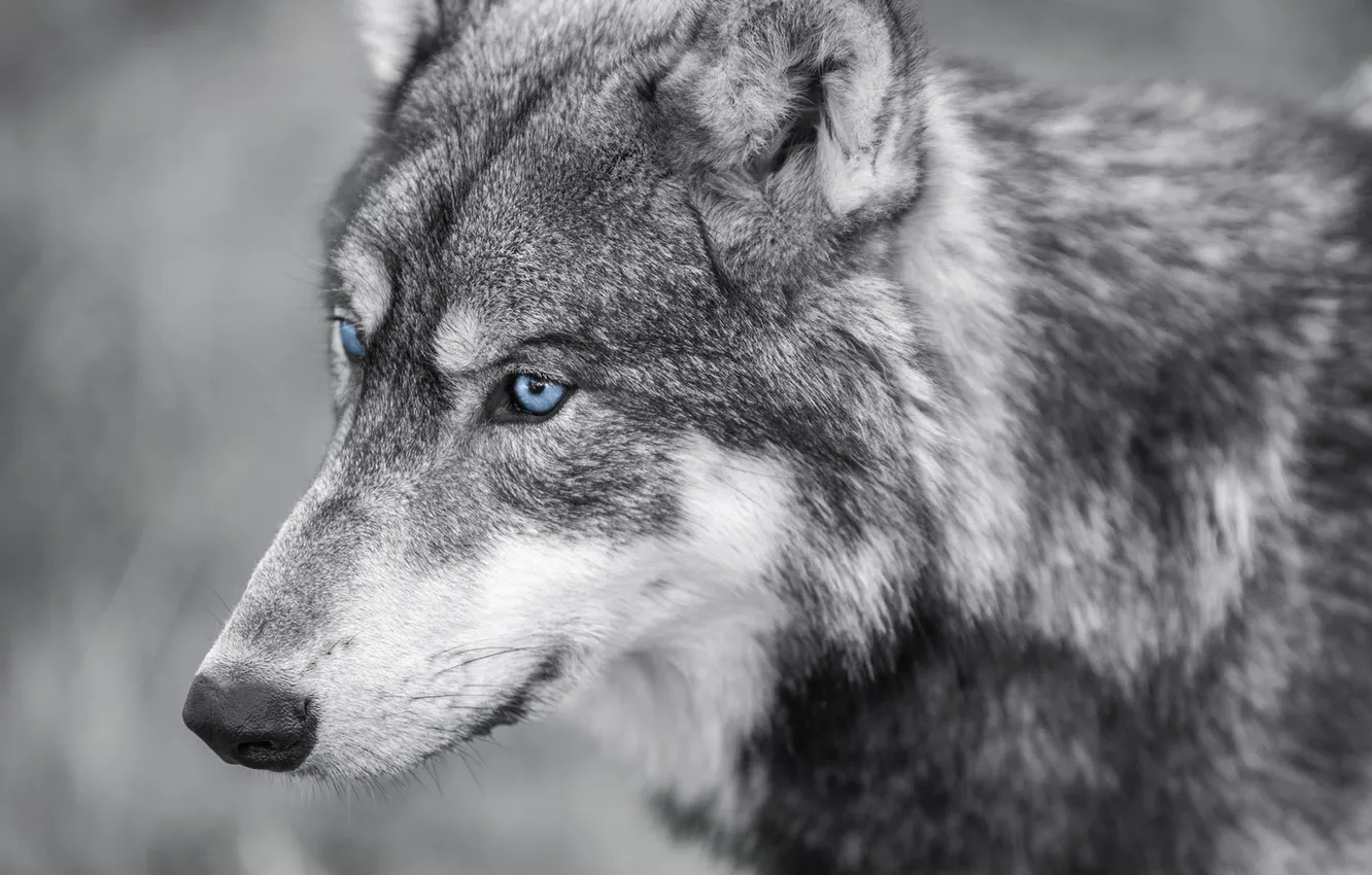 Photo wallpaper Predator, nature, snow, face, animal, wolf, canis lupus, wildlife