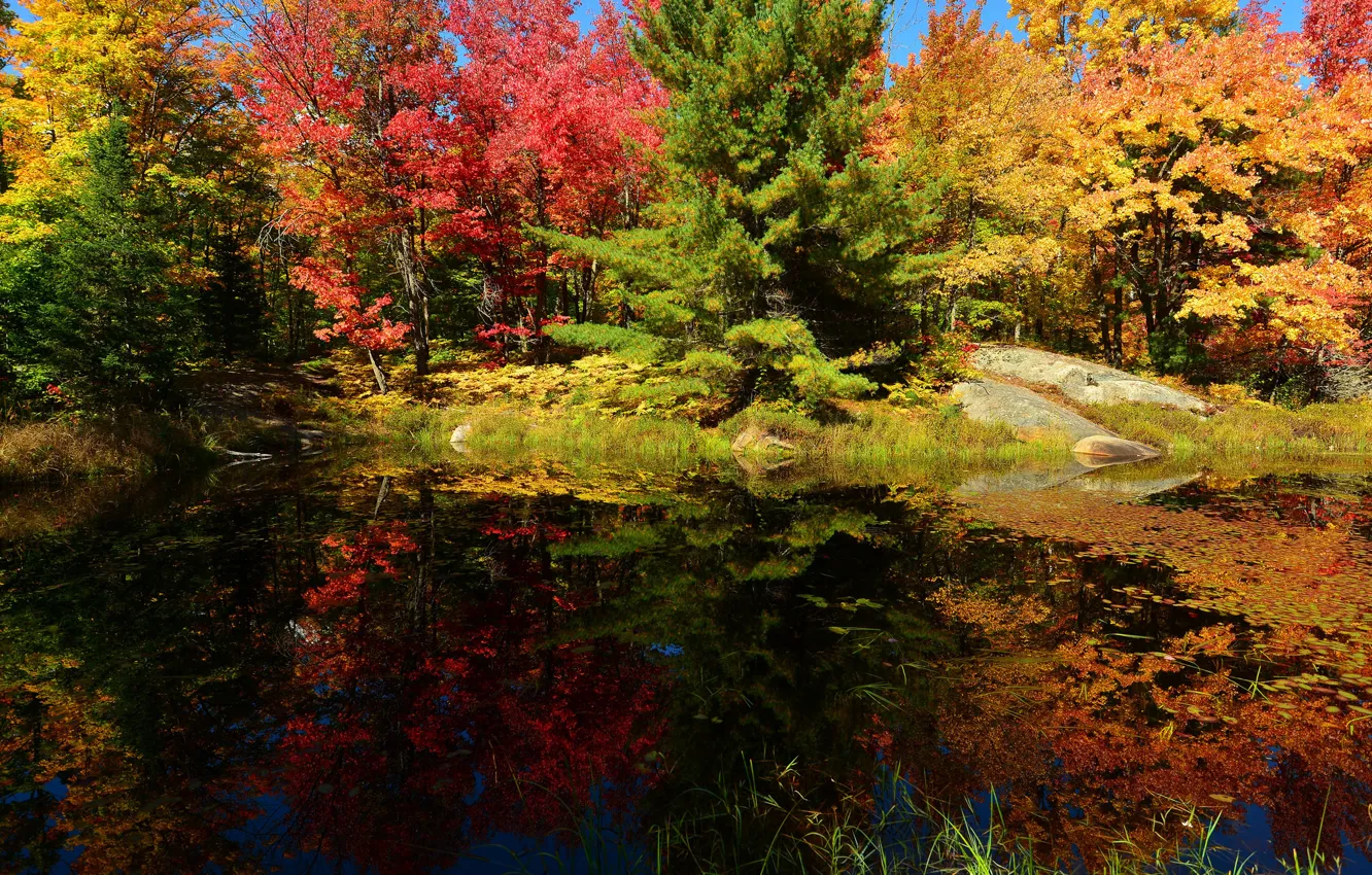 Photo wallpaper autumn, forest, the sky, trees, pond, stones