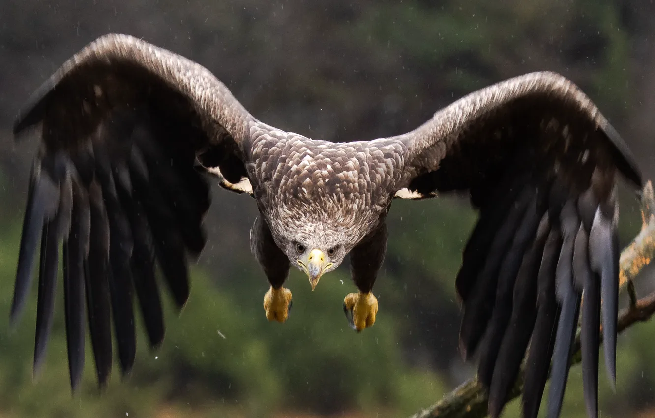 Photo wallpaper look, flight, bird, eagle, wings, predator, White-tailed eagle, bird of prey