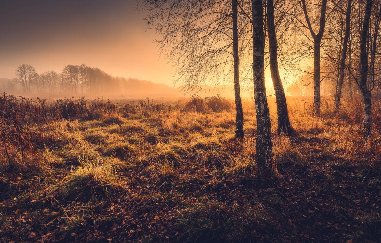 Photo wallpaper field, autumn, forest, grass, light, trees, birch