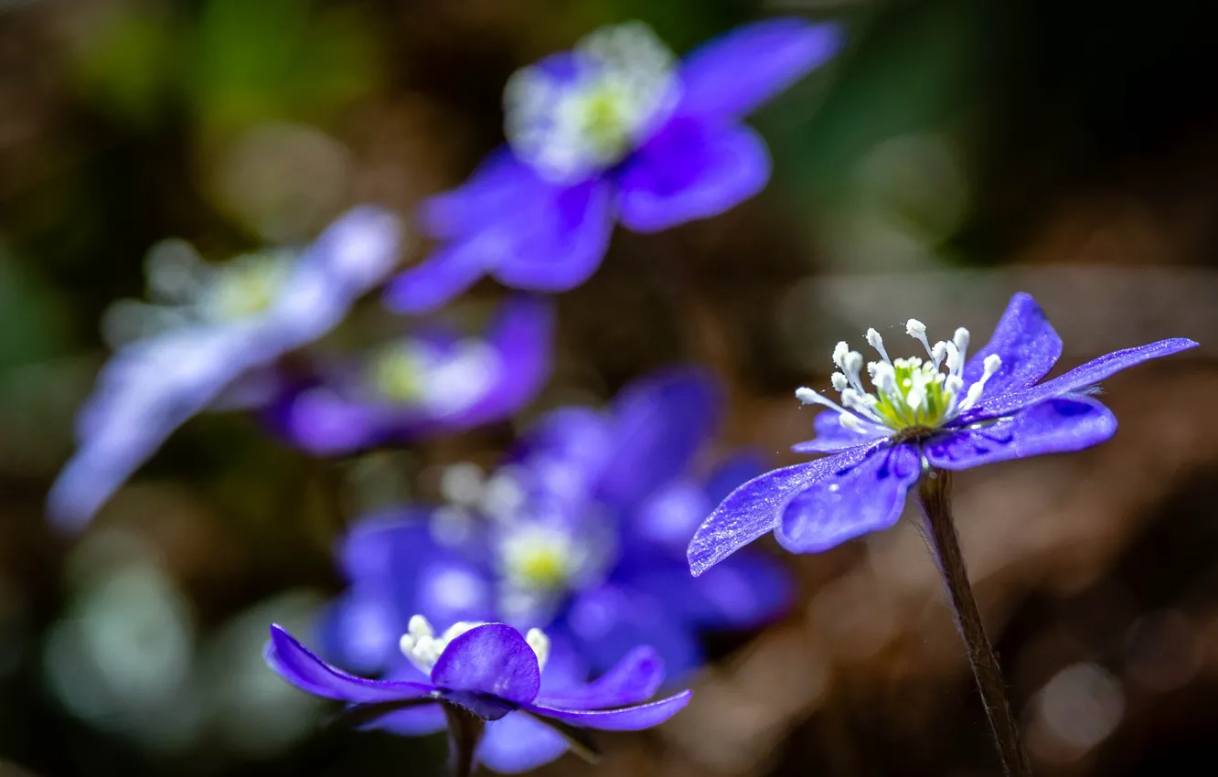 Photo wallpaper macro, spring, bokeh, Pechenocna