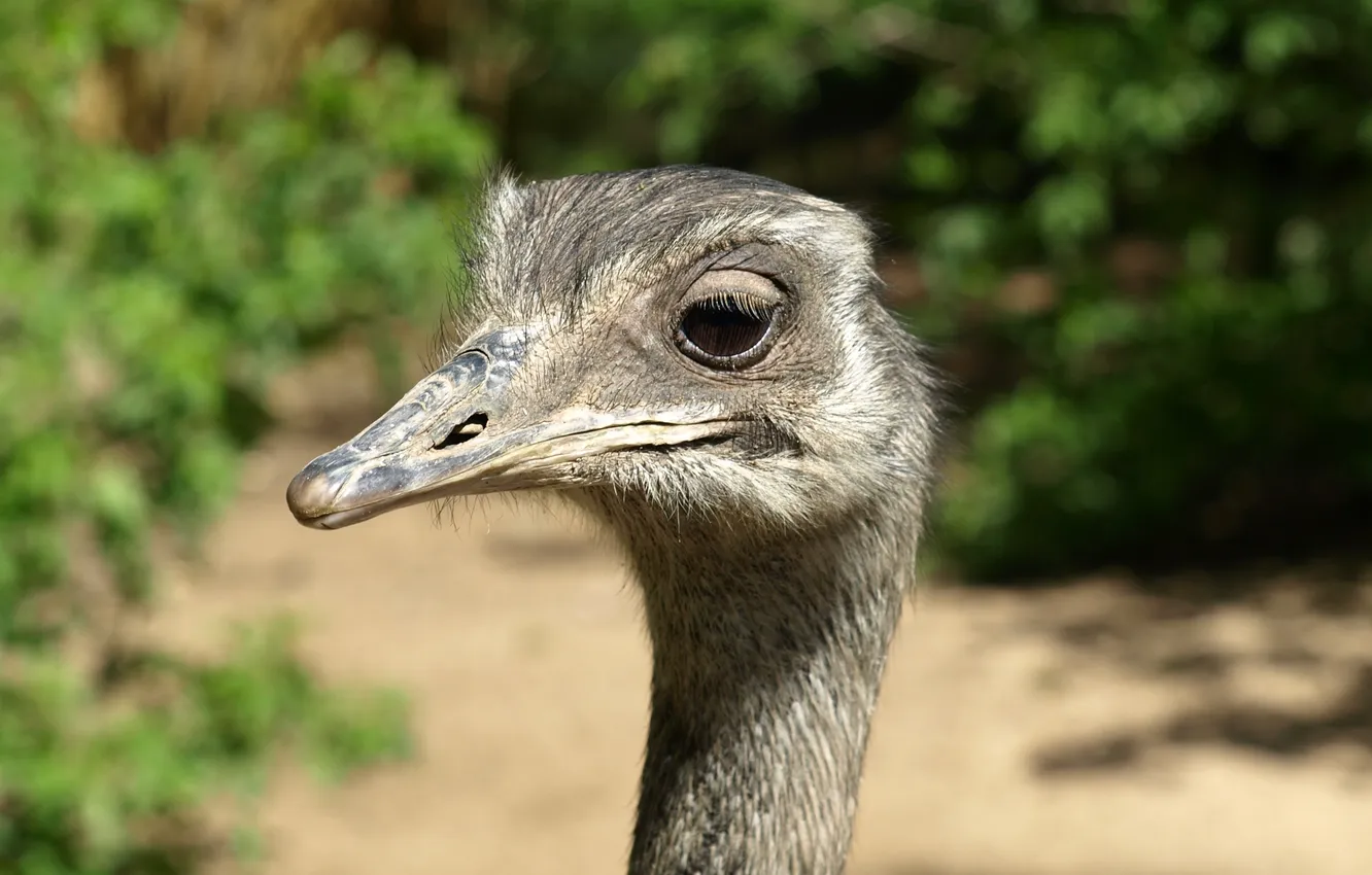 Photo wallpaper bird, head, ostrich, closeup