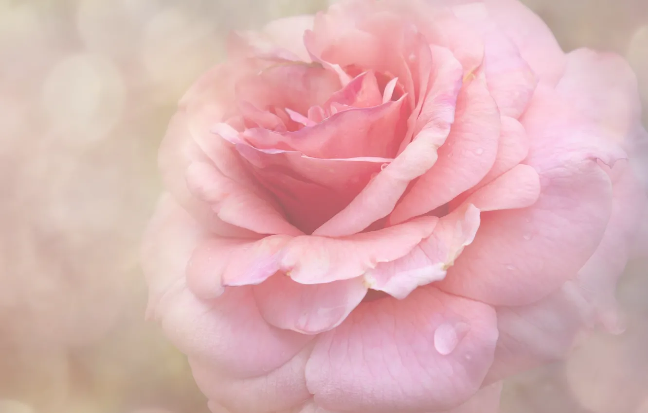Photo wallpaper macro, roses, pink