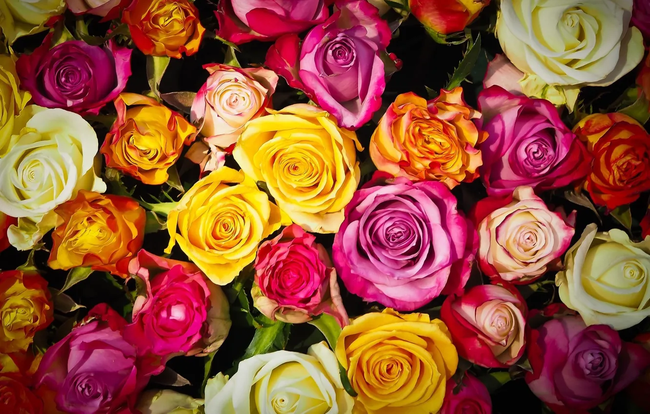 Photo wallpaper roses, bouquet, texture