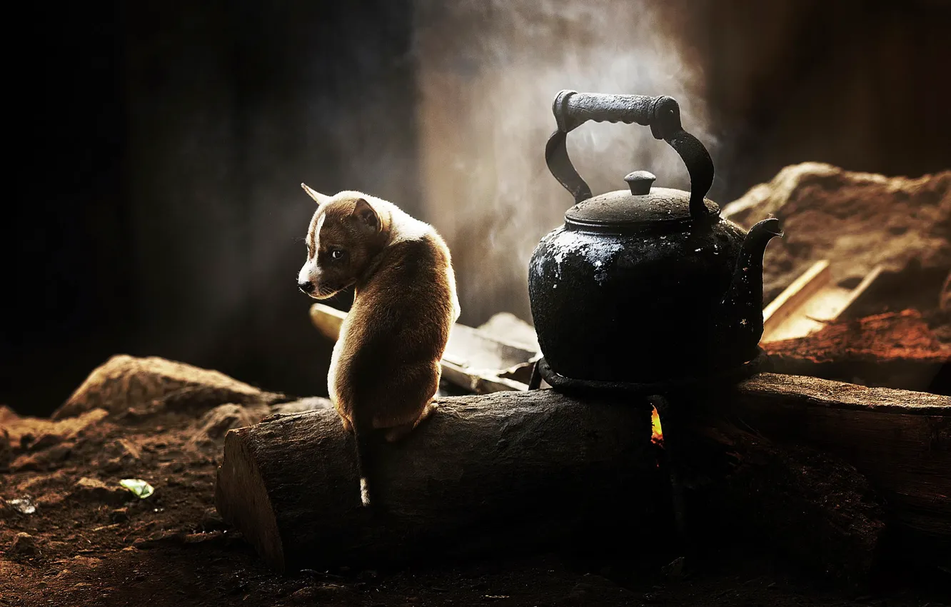 Photo wallpaper kettle, puppy, dog