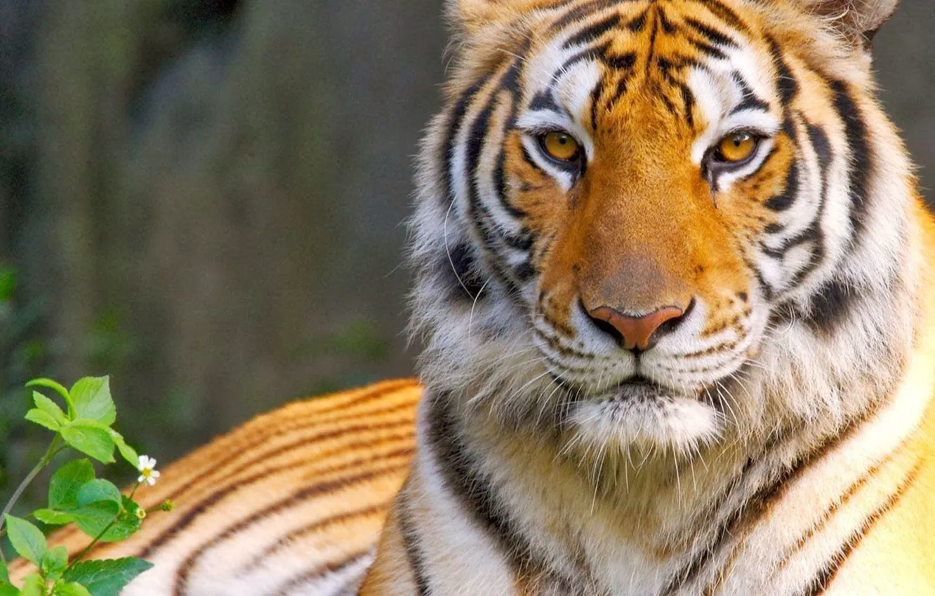 Photo wallpaper cat, eyes, look, tiger, predator, king, tiger, eyes