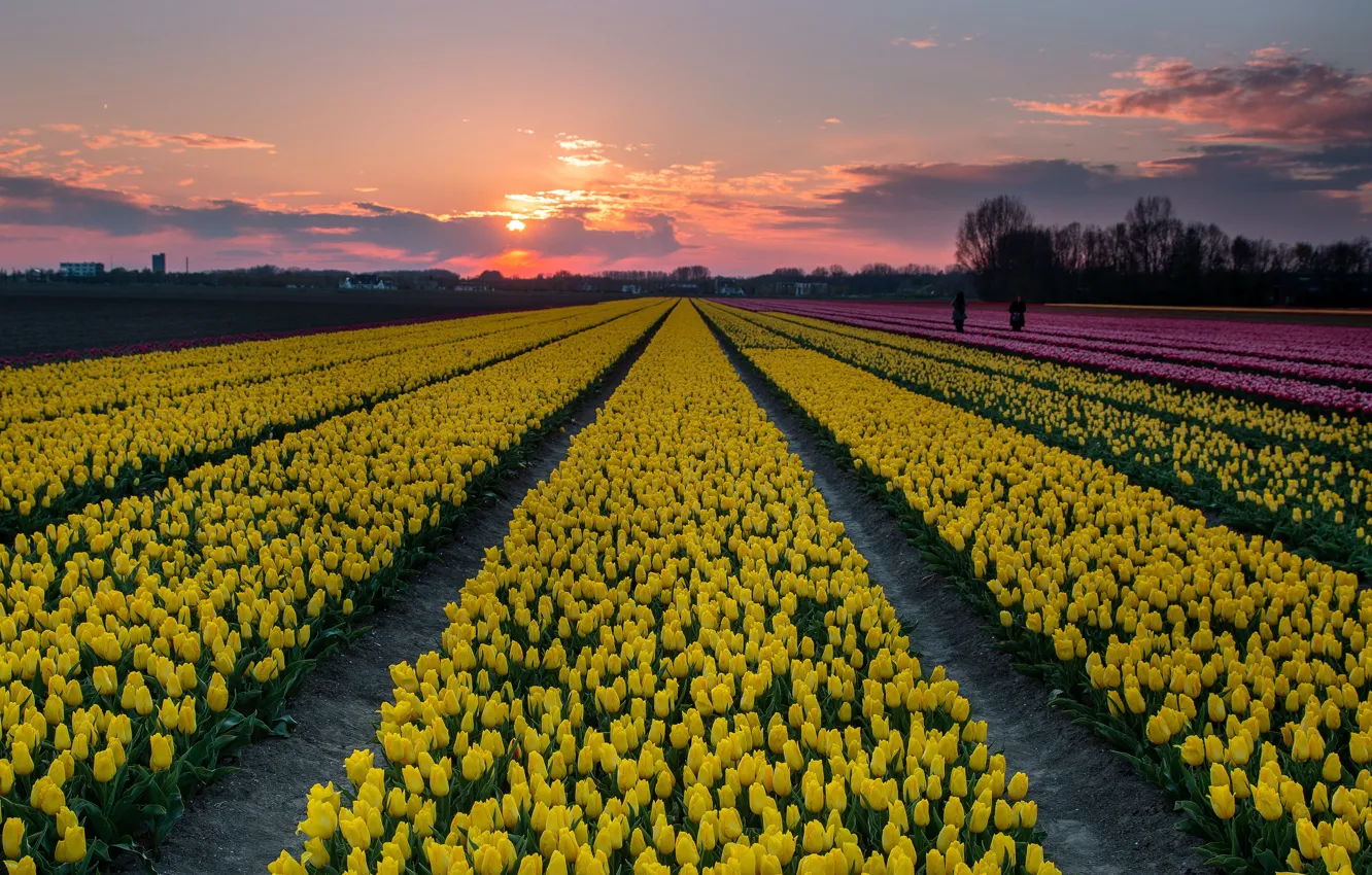 Photo wallpaper field, yellow, tulips