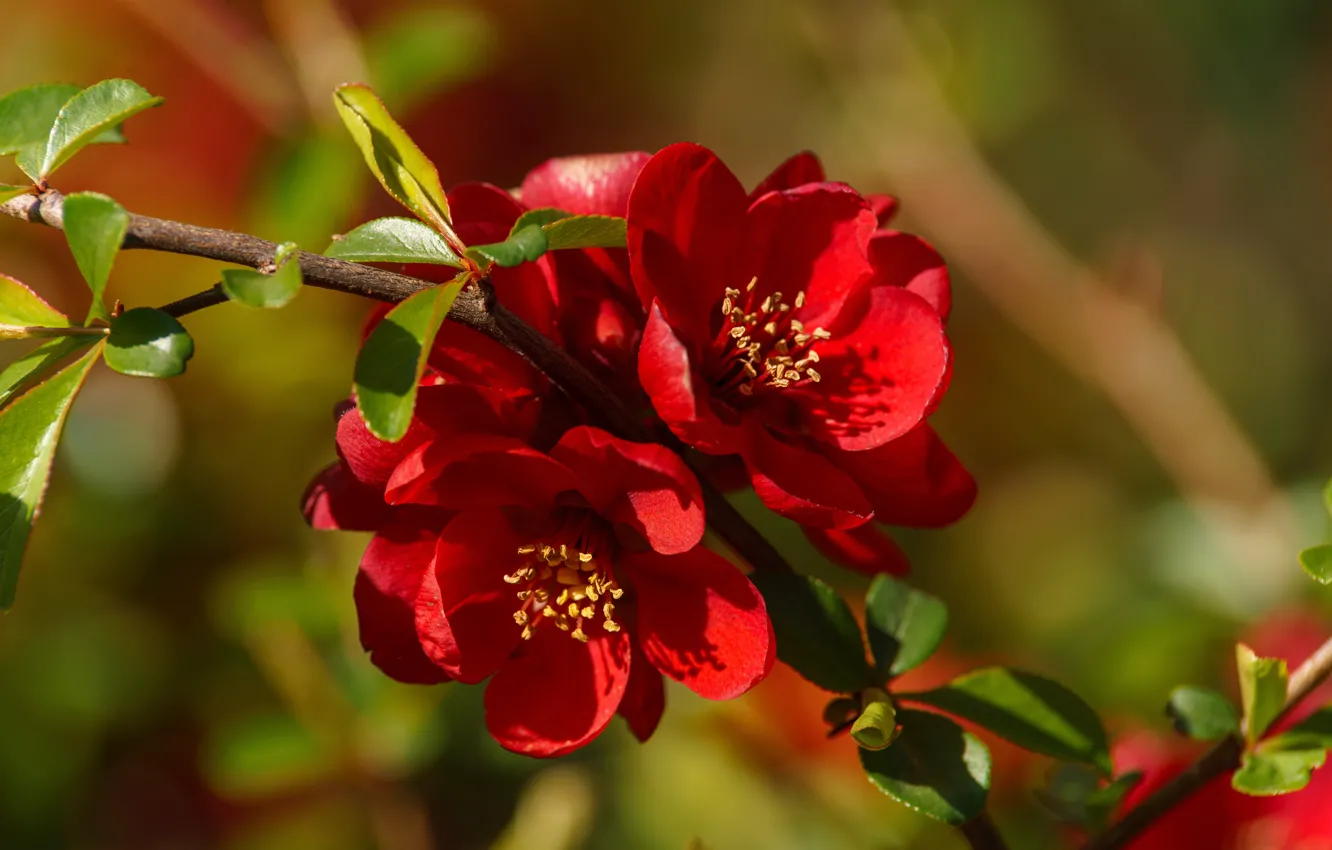 Photo wallpaper macro, flowers, branches, red, spring, flowering, quince