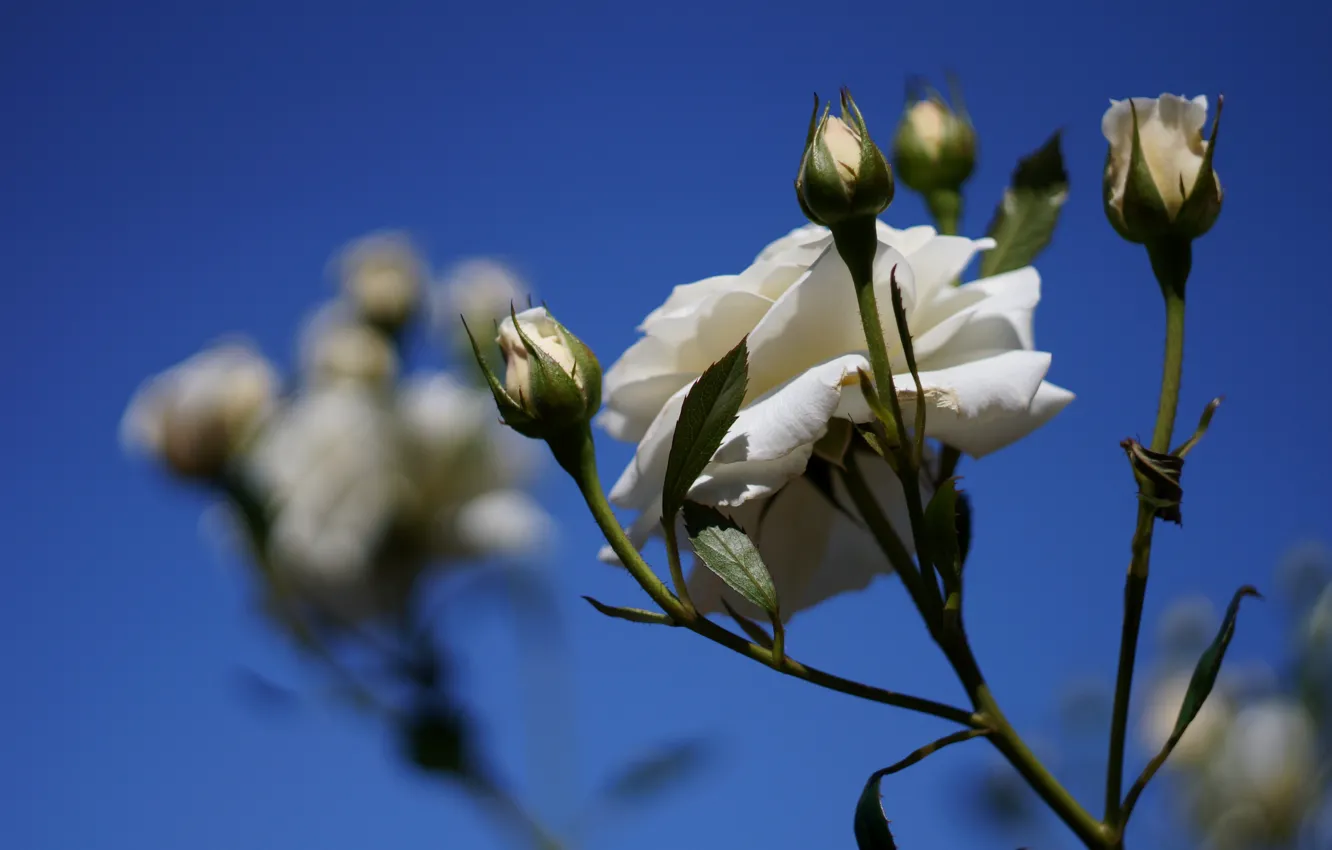 Photo wallpaper the sky, flowers, blue, roses, stem, white, buds