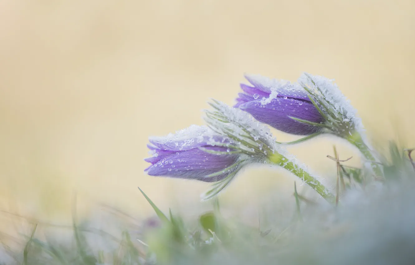 Photo wallpaper flowers, spring, lilac, cross