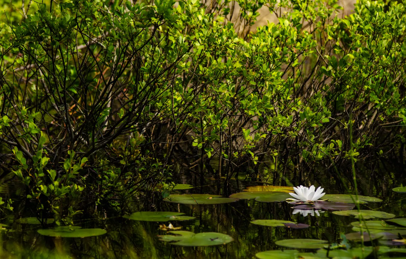 Photo wallpaper greens, pond, green, plants, white, nature, water, pond