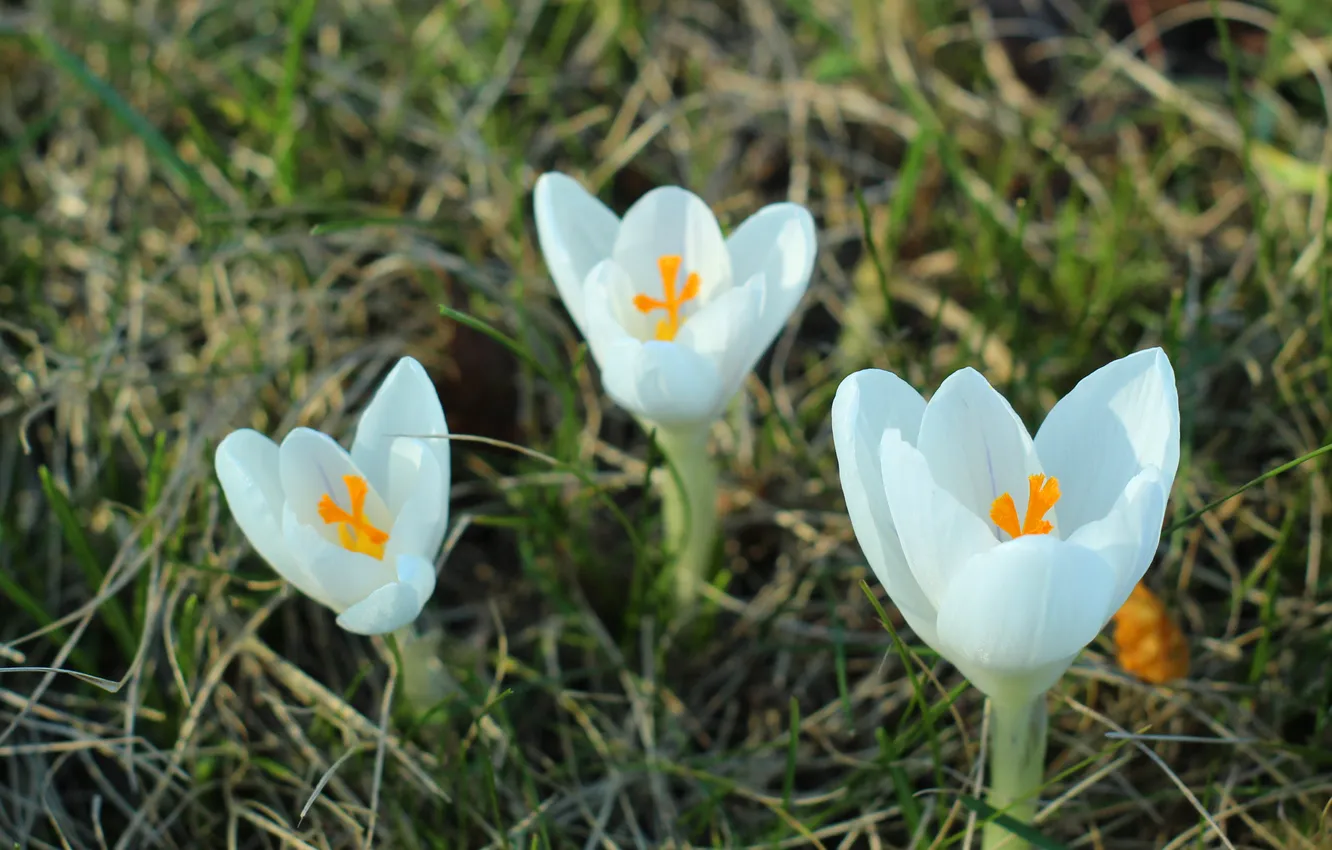 Photo wallpaper white, flower, spring, Crocus