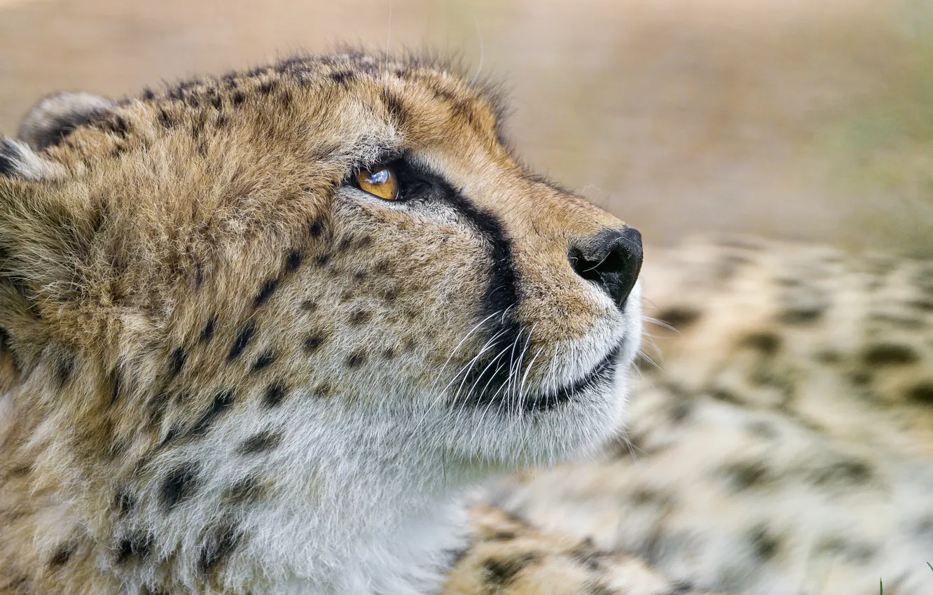 Photo wallpaper cat, face, Cheetah, profile, ©Tambako The Jaguar