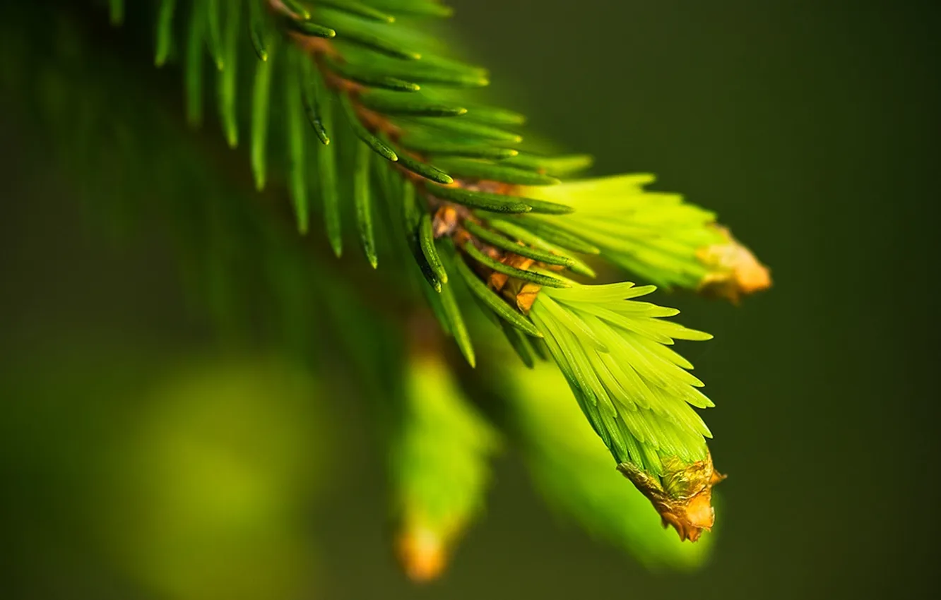 Photo wallpaper macro, needles, branches, green, spruce