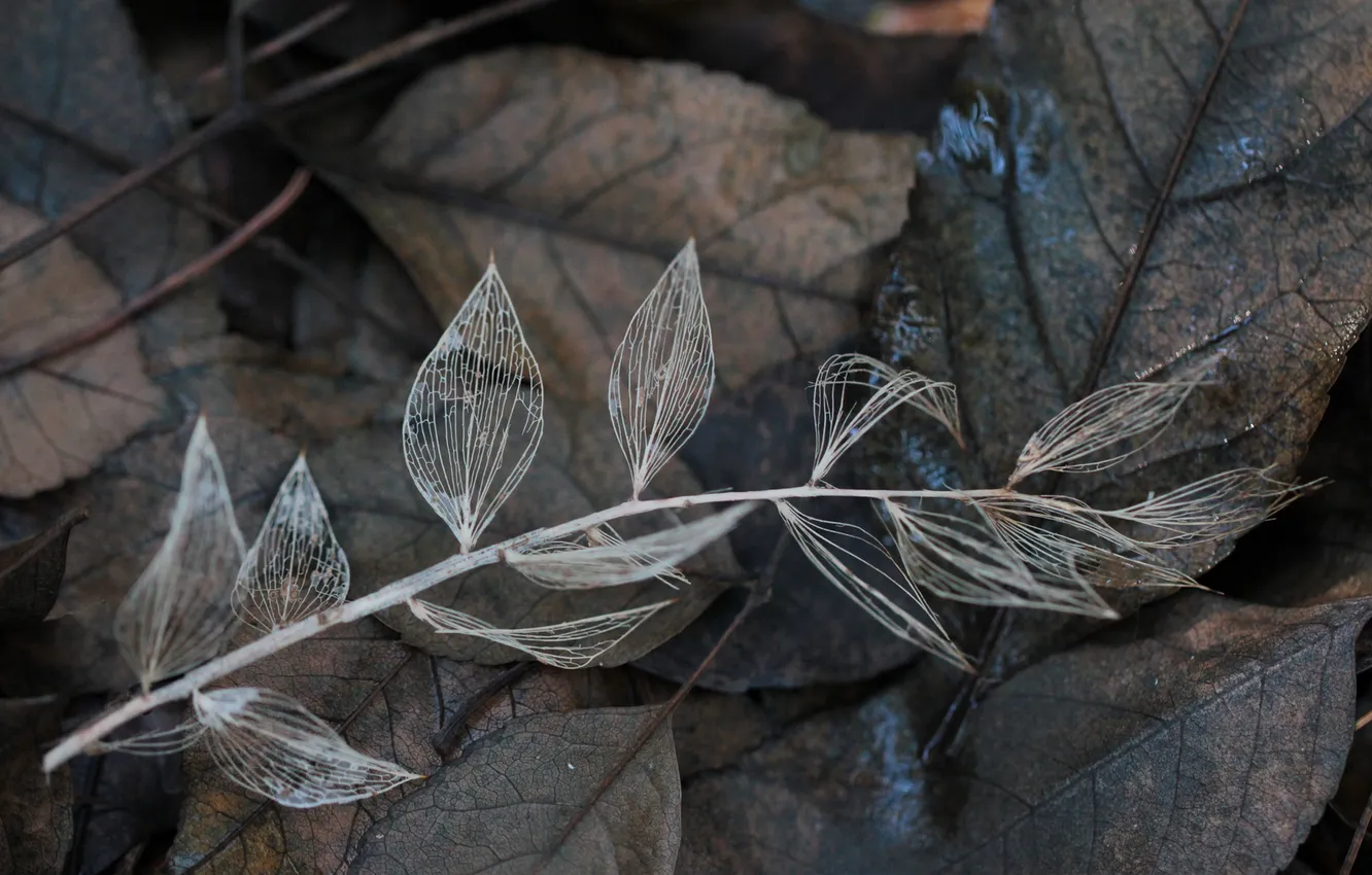 Photo wallpaper autumn, leaves, sprig, Dry