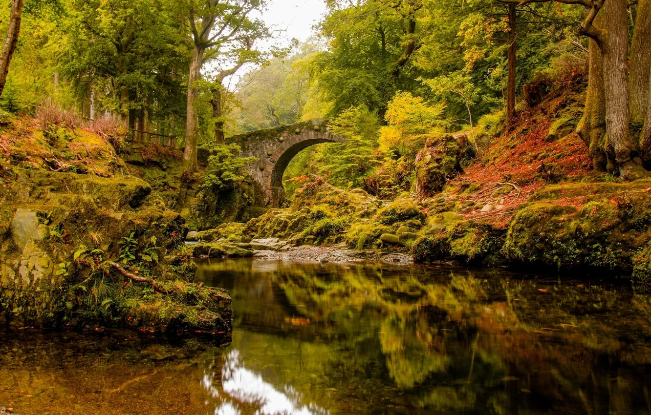 Photo wallpaper autumn, forest, trees, bridge, reflection, river