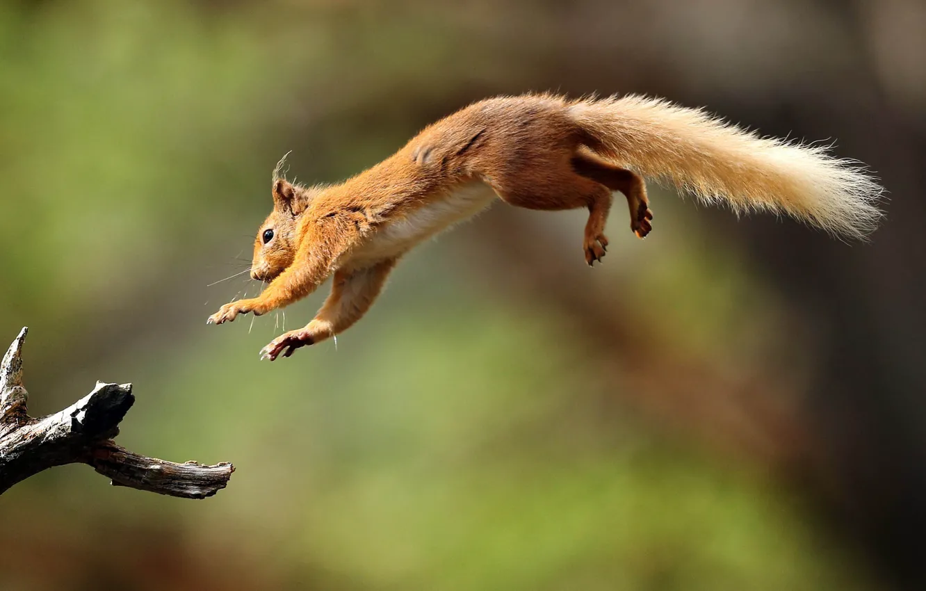 Photo wallpaper jump, protein, tail, red, rodent