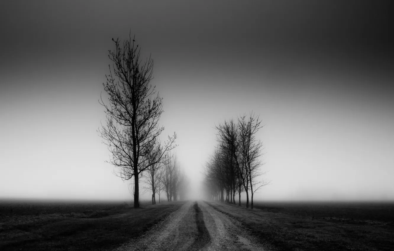 Photo wallpaper road, field, trees, fog, mood, earth, white, Black