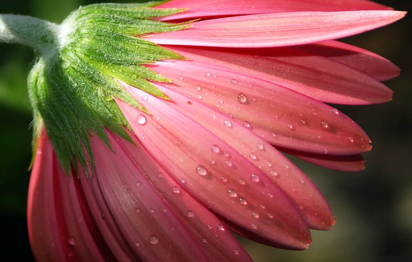 Photo wallpaper drops, macro, flowers, Rosa, petals, pink