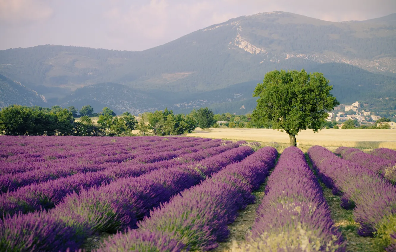 Photo wallpaper landscape, nature, France, field, lavender, Provence