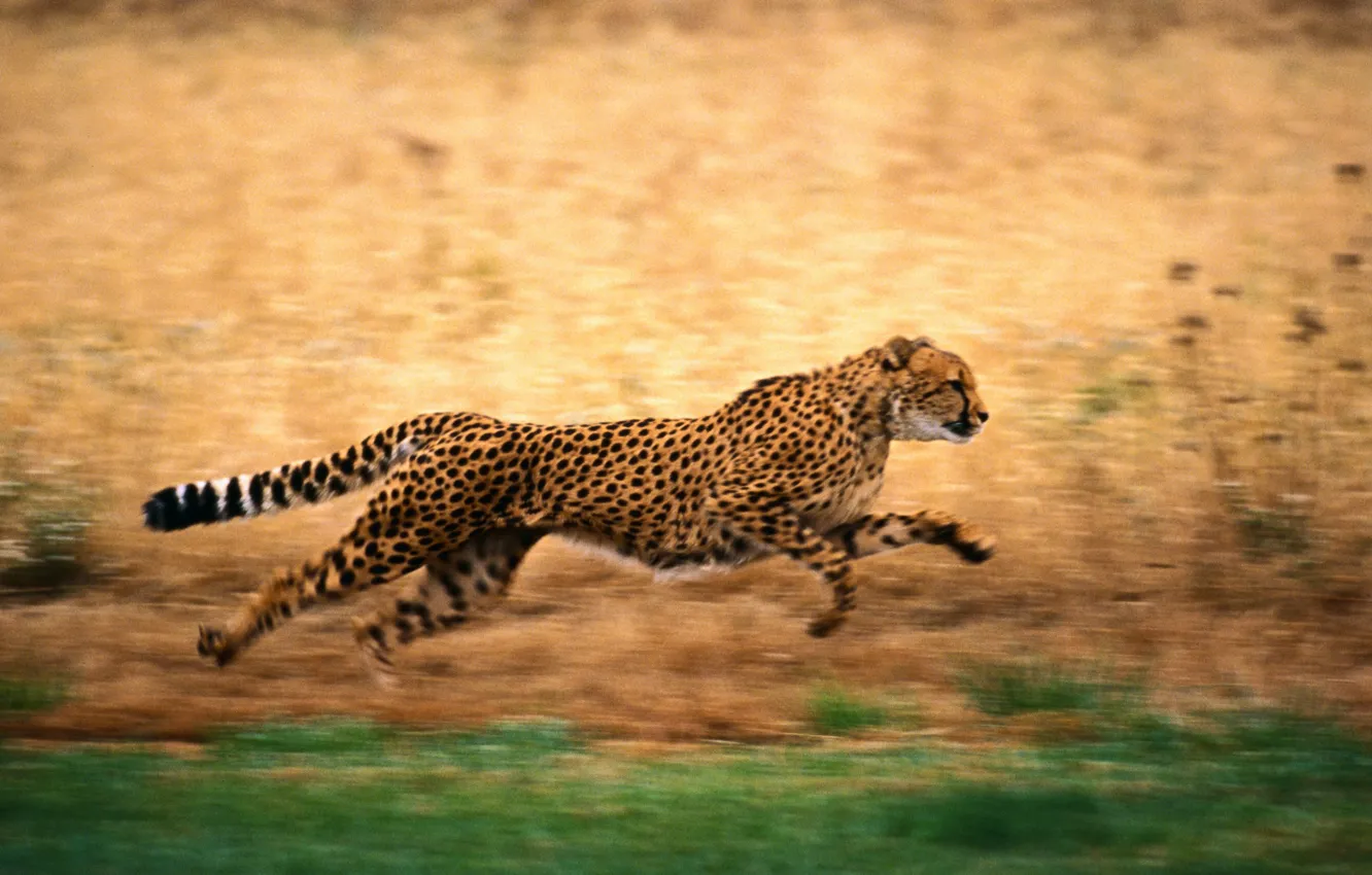 Photo wallpaper nature, running, Cheetah