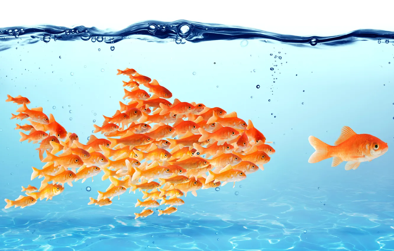 Photo wallpaper creative, power, together, group, goldfish, goldfish, team, unity