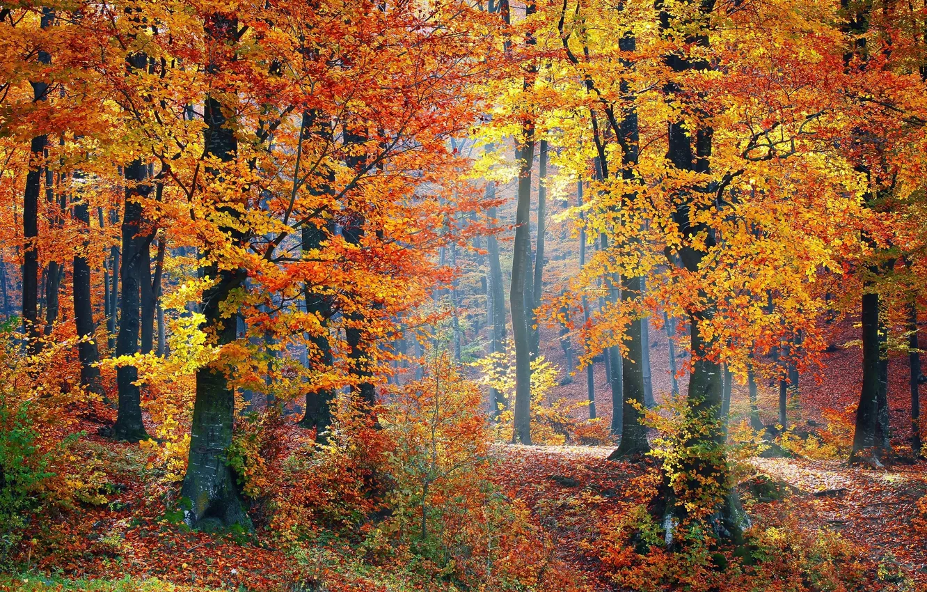 Photo wallpaper autumn, forest, leaves, the sun, trees
