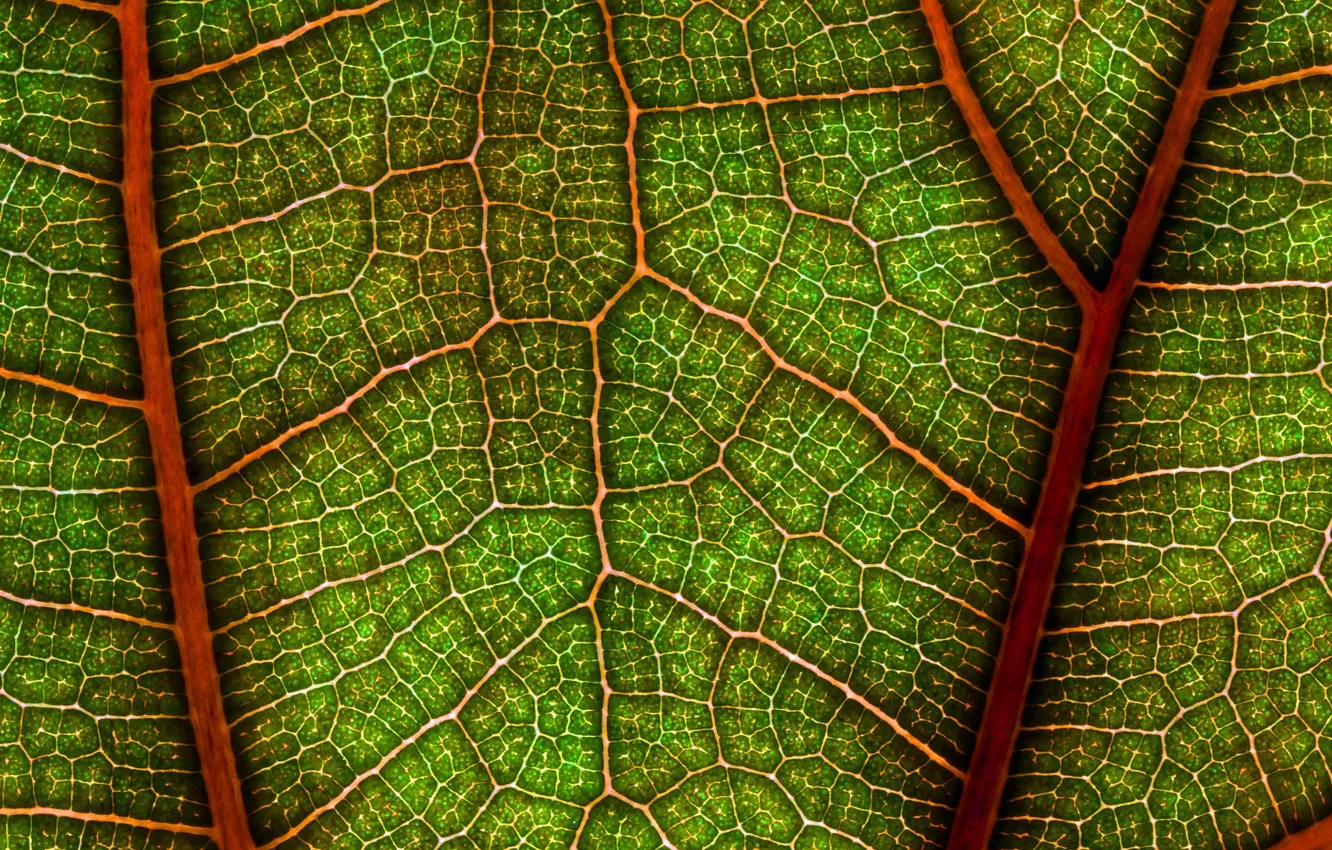 Photo wallpaper leaves, macro, veins