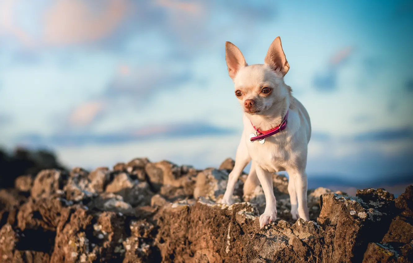 Photo wallpaper white, the sky, look, clouds, light, nature, stones, dog